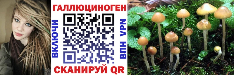 где можно купить   Ясный  Псилоцибиновые грибы мухоморы 
